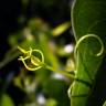 Fotografia 10 da espécie Smilax aspera do Jardim Botânico UTAD