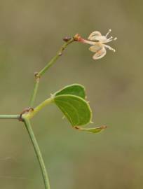 Fotografia da espécie Smilax aspera