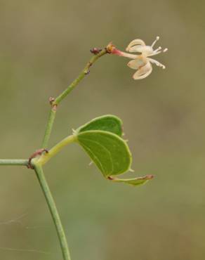 Fotografia 11 da espécie Smilax aspera no Jardim Botânico UTAD