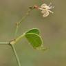 Fotografia 11 da espécie Smilax aspera do Jardim Botânico UTAD