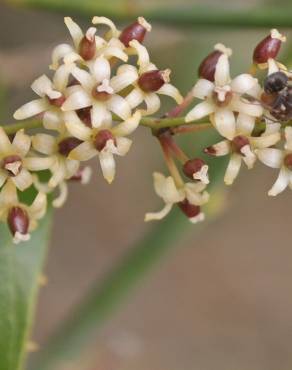 Fotografia 12 da espécie Smilax aspera no Jardim Botânico UTAD