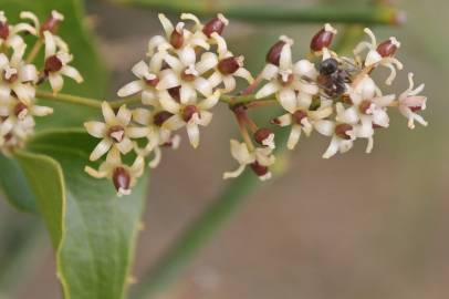 Fotografia da espécie Smilax aspera