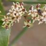 Fotografia 12 da espécie Smilax aspera do Jardim Botânico UTAD