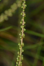 Fotografia da espécie Triglochin striata