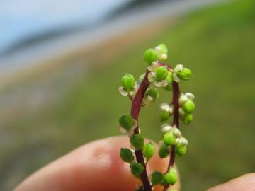 Fotografia da espécie Triglochin striata