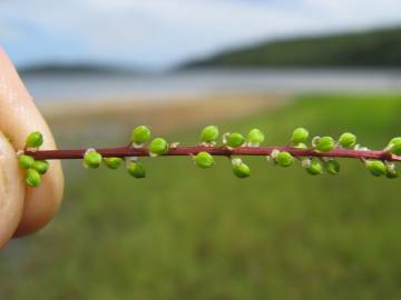 Fotografia da espécie Triglochin striata