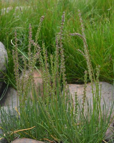 Fotografia de capa Triglochin maritima - do Jardim Botânico