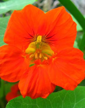 Fotografia 3 da espécie Tropaeolum majus no Jardim Botânico UTAD