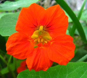 Fotografia da espécie Tropaeolum majus