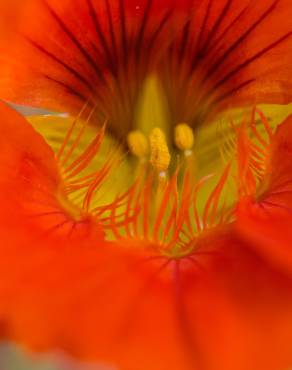 Fotografia 4 da espécie Tropaeolum majus no Jardim Botânico UTAD