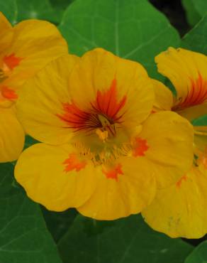 Fotografia 5 da espécie Tropaeolum majus no Jardim Botânico UTAD