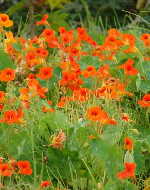 Fotografia 6 da espécie Tropaeolum majus no Jardim Botânico UTAD