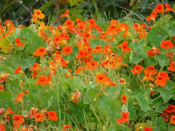 Fotografia da espécie Tropaeolum majus