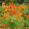 Fotografia 6 da espécie Tropaeolum majus do Jardim Botânico UTAD