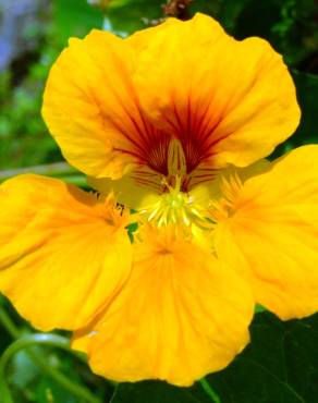 Fotografia 8 da espécie Tropaeolum majus no Jardim Botânico UTAD