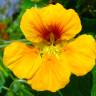 Fotografia 8 da espécie Tropaeolum majus do Jardim Botânico UTAD