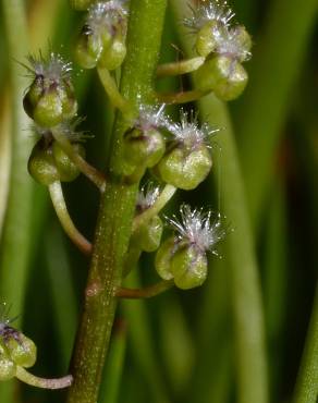 Fotografia 9 da espécie Triglochin striata no Jardim Botânico UTAD