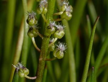 Fotografia da espécie Triglochin striata