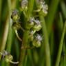 Fotografia 9 da espécie Triglochin striata do Jardim Botânico UTAD