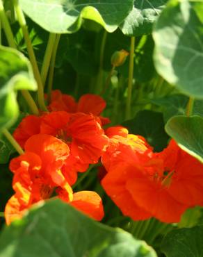 Fotografia 9 da espécie Tropaeolum majus no Jardim Botânico UTAD