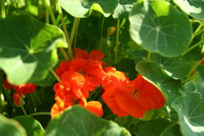 Fotografia da espécie Tropaeolum majus