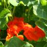 Fotografia 9 da espécie Tropaeolum majus do Jardim Botânico UTAD