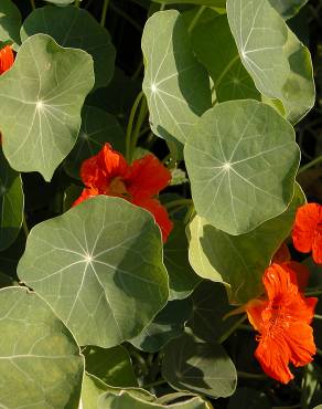 Fotografia 10 da espécie Tropaeolum majus no Jardim Botânico UTAD