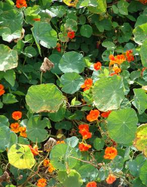 Fotografia 11 da espécie Tropaeolum majus no Jardim Botânico UTAD