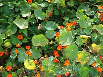 Fotografia da espécie Tropaeolum majus