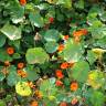 Fotografia 11 da espécie Tropaeolum majus do Jardim Botânico UTAD