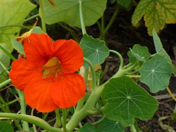 Fotografia da espécie Tropaeolum majus