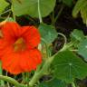 Fotografia 12 da espécie Tropaeolum majus do Jardim Botânico UTAD