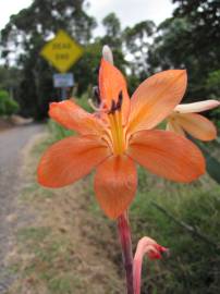 Fotografia da espécie Watsonia meriana