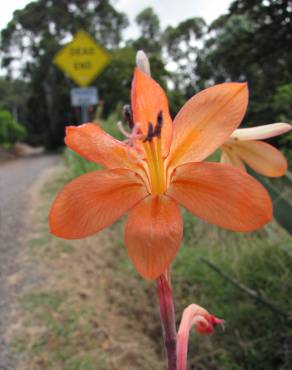 Fotografia 5 da espécie Watsonia meriana no Jardim Botânico UTAD