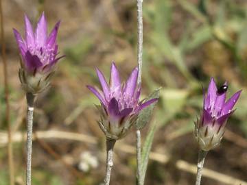 Fotografia da espécie Xeranthemum inapertum