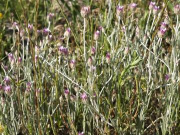 Fotografia da espécie Xeranthemum inapertum