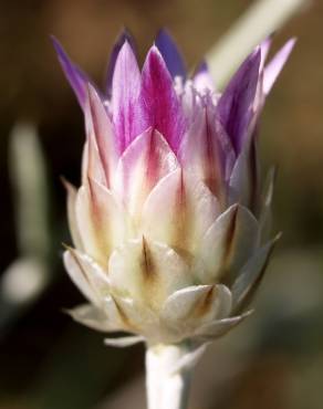 Fotografia 1 da espécie Xeranthemum inapertum no Jardim Botânico UTAD