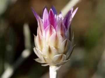 Fotografia da espécie Xeranthemum inapertum