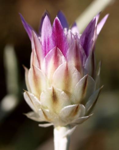 Fotografia de capa Xeranthemum inapertum - do Jardim Botânico