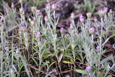 Fotografia da espécie Xeranthemum inapertum