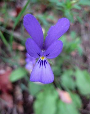 Fotografia 1 da espécie Viola bubanii no Jardim Botânico UTAD