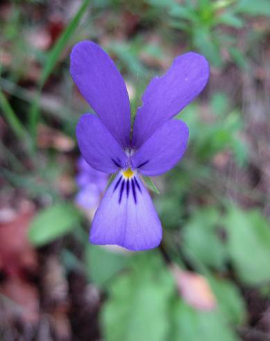 Fotografia de capa Viola bubanii - do Jardim Botânico