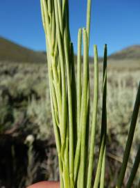 Fotografia da espécie Arabis glabra