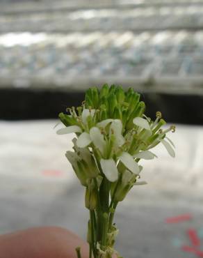 Fotografia 7 da espécie Arabis glabra no Jardim Botânico UTAD