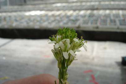 Fotografia da espécie Arabis glabra