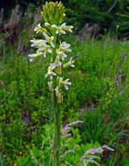 Arabis glabra