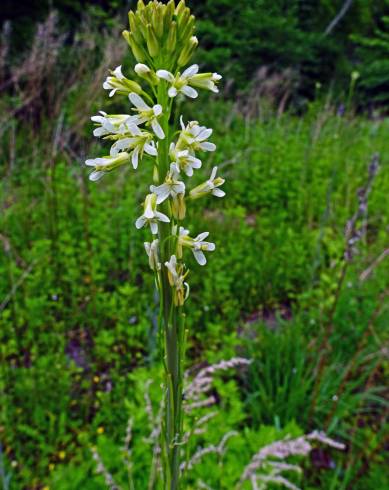 Fotografia de capa Arabis glabra - do Jardim Botânico