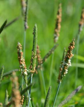 Fotografia 1 da espécie Alopecurus geniculatus no Jardim Botânico UTAD