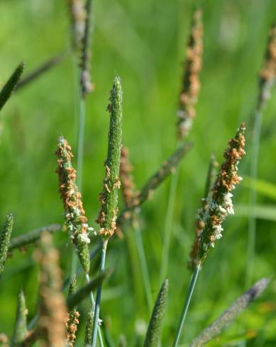 Fotografia de capa Alopecurus geniculatus - do Jardim Botânico