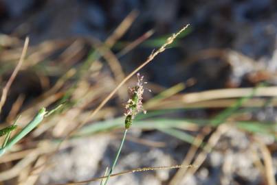 Fotografia da espécie Alopecurus geniculatus